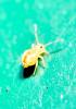 Dicyrtomina saundersi